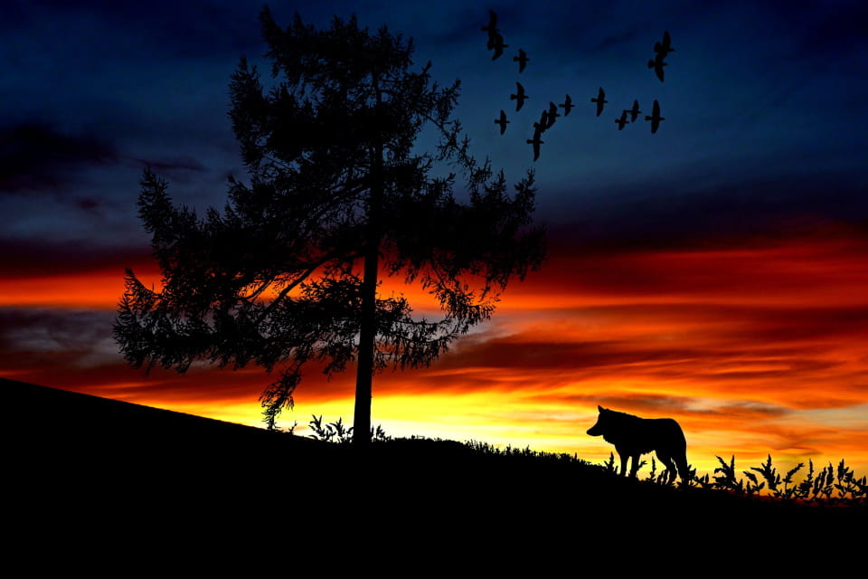 黑帽SEO:新手基礎教程